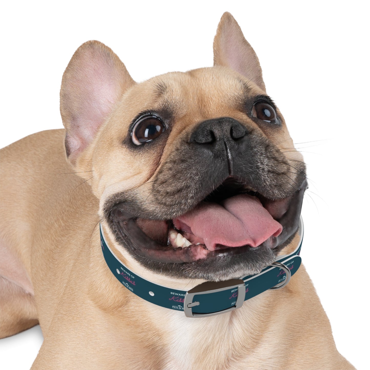 Beware of Kisses Dog Collar - Fun & Playful Pet Accessory