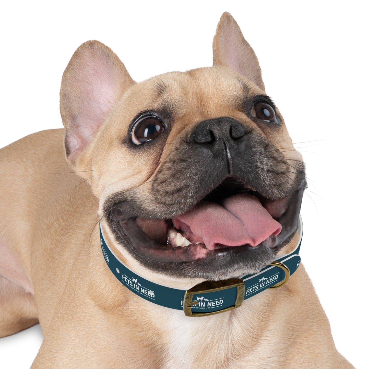 Pets in Need Dog Collar