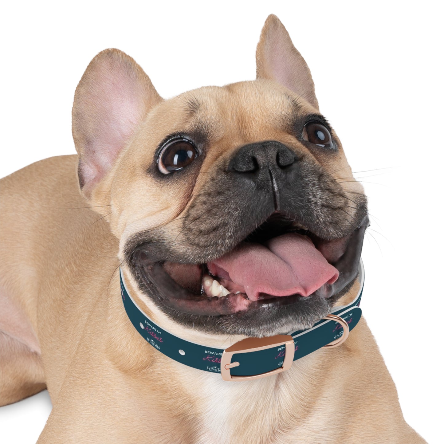 Beware of Kisses Dog Collar - Fun & Playful Pet Accessory