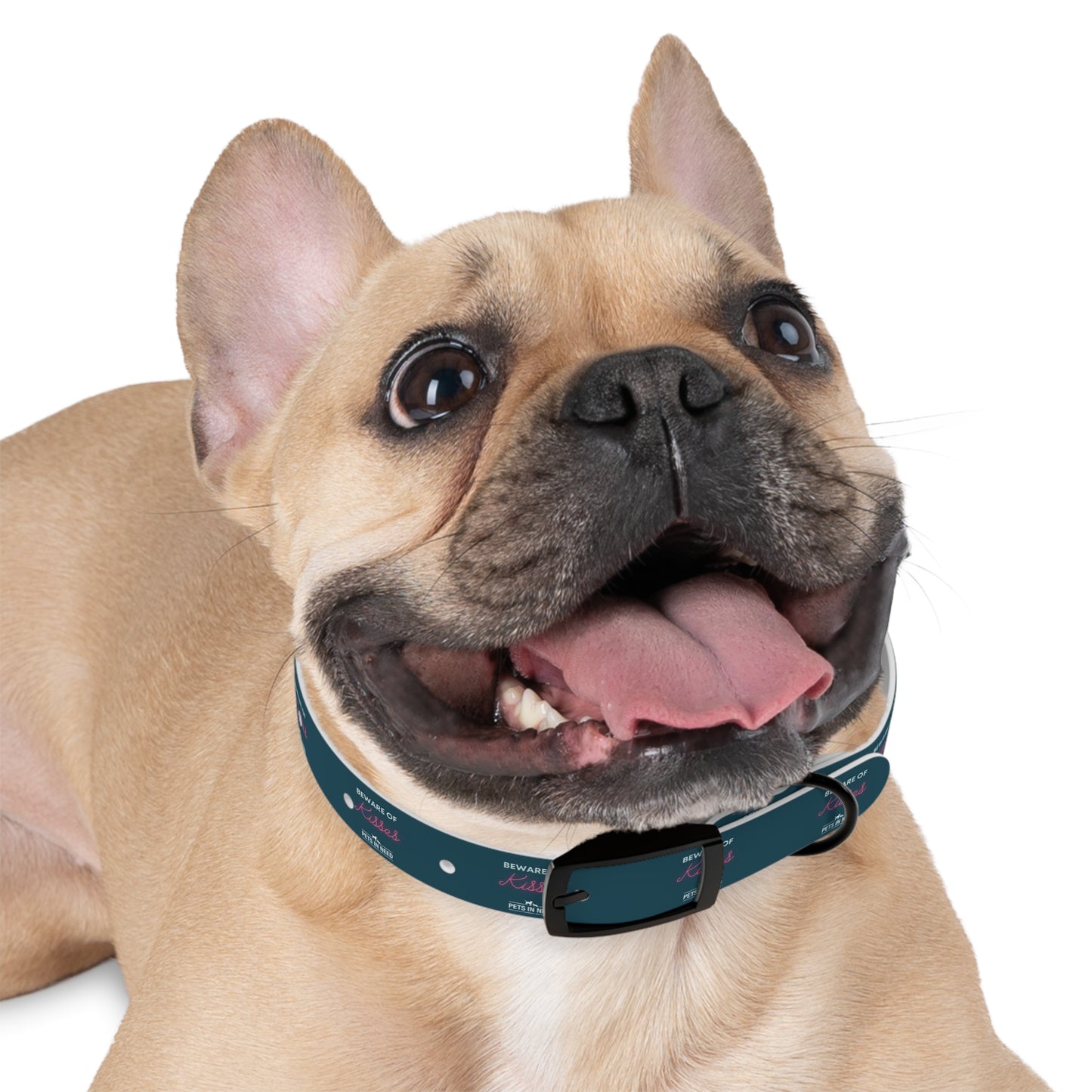 Beware of Kisses Dog Collar - Fun & Playful Pet Accessory